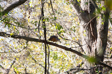 Red-Shouldered Hawk