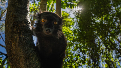 A black lemur Eulemur macaco is sitting on a tree trunk, looking at the camera. Fluffy fur, bright orange eyes. The sun shines through the green foliage against the blue sky. Madagascar. Nosy Komba © Вера 