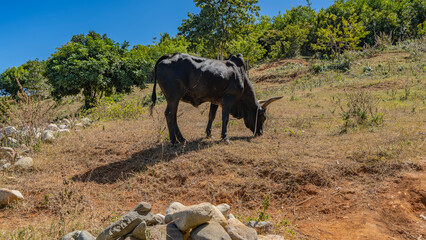 Black zebu graze on the hillside on the yellowed grass. The head with long horns is tilted. Green...