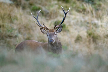 Wild european Red deer stag (Cervus elaphus) emerging from an alpine meadow during rutting season...