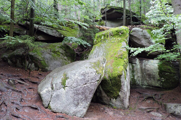 A group of granite boulders covered with green moss , litter and roots on the ground in a forest in...