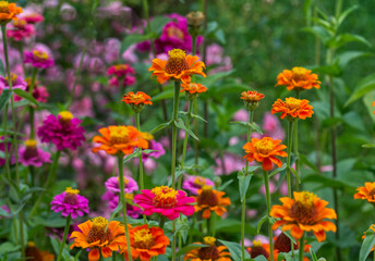 orange zinnias in the flower bed