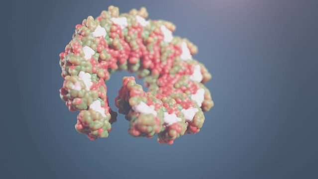 Biological assembly of the Nipah virus. Rendering of the cryoEM nucleocapsid assembly of the zoonotic NiV, which causes respiratory illness and encephalitis.
