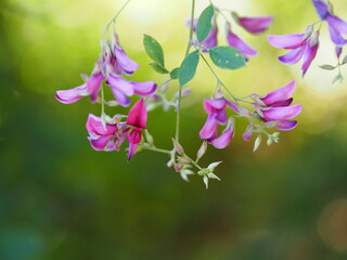 日本の秋　ハギの花