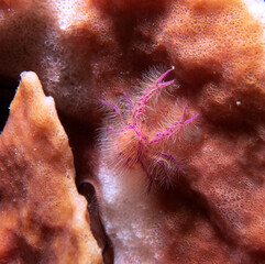 A Pink hairy squat lobster also known as Fairy crab Boracay Island Philippines