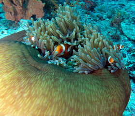 False clown anemonefish in anemone Boracay Island Philippines 