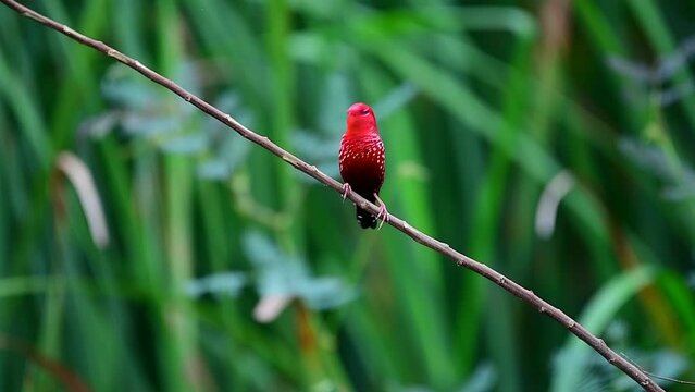 Beautiful red bird perched alone on a branch.