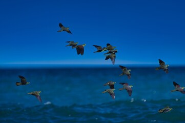 A group of flying green doves and pigeons against beautiful blue sky with Pacific Ocean background in Japan 