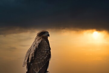 A wild Milvus hawk bird searching for a food against a beautiful sunset sky background