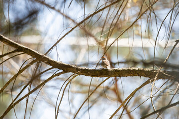 Chipping Sparrow Looking