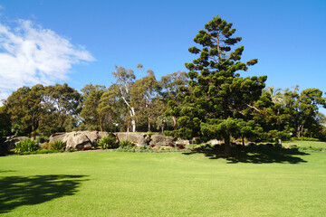 Fototapeta na wymiar Landscape of Pine Tree and Garden in Royal Botanic Garden Sydney NSW Australia