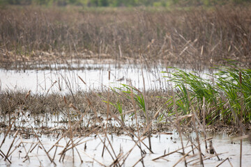 Marsh Land Habitat