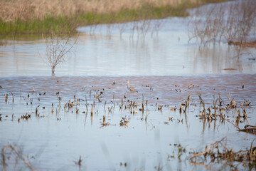 Greater Yellowlegs in a Marsh