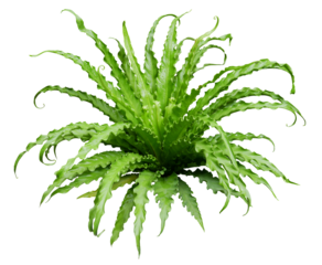 Bird nest fern, indoor house plants isolated on transparent background