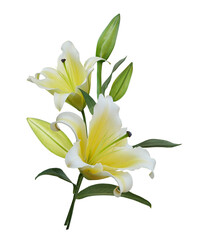 Yellow Lily flower bouquet isolated on transparent background