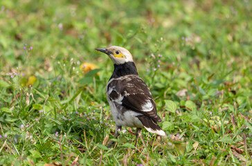 Black-collared starling bird on grassy ground on blurred natural background, Gracupica nigricollis