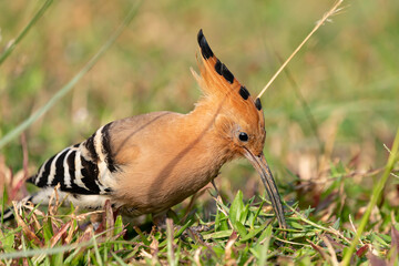 Eurasian hoopoe bird on grassy ground on blurred natural background, Upupa epops © KANSTANTSIN