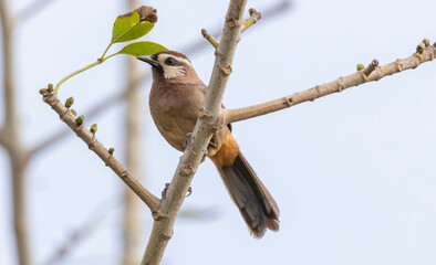 white-browed laughingthrush bird sitting on a branch on a blurred natural background, Pterorhinus sannio