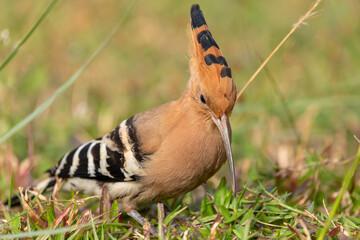 Eurasian hoopoe bird on grassy ground on blurred natural background, Upupa epops