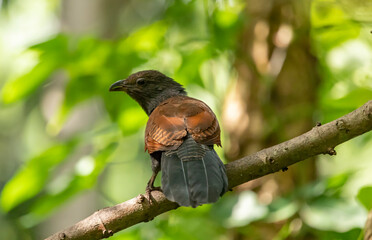 greater coucal bird sitting on a branch on a blurred natural background, Centropus sinensis