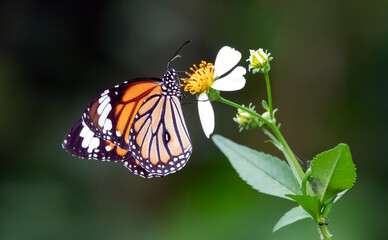 Danaus chrysippus,  African monarch colorful butterfly drinks nectar from a flower on a blurred natural background