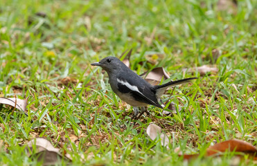 Oriental magpie-robin bird on grassy ground, Copsychus saularis