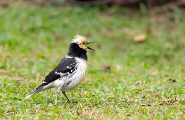 Black-collared starling bird on grassy ground on blurred natural background, Gracupica nigricollis