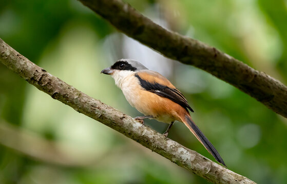 ull-headed shrike sitting on a branch on a blurred natural background, Lanius bucephalus