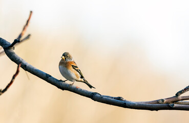 brambling bird sitting on a branch on a blurred natural background, Fringilla montifringilla