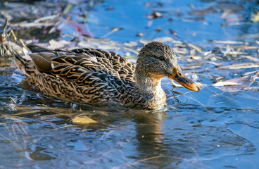 mallard, wild duck, female, on the surface of the water on a lake, Anas platyrhynchos
