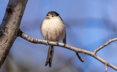  long-tailed tit bird sitting on a branch on a blurred natural background, Aegithalos caudatus