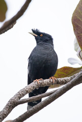 crested myna bird sitting on a branch on a blurred natural background, Acridotheres cristatellus