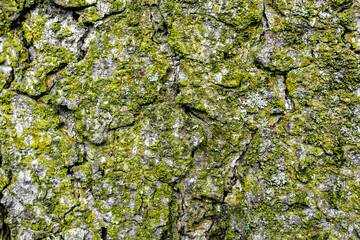 background from the bark of a tree covered with moss.bark texture close up.