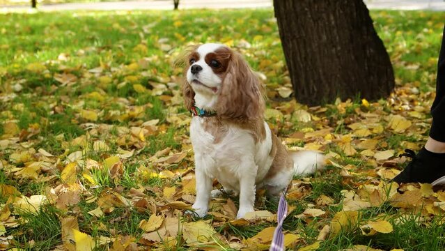 Portrait of a King Charles Spaniel puppy walking in the autumn park in the evening.