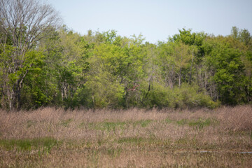 Northern Harrier Flying