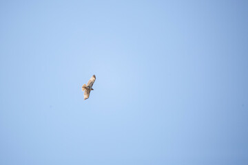 Red-Tailed Hawk