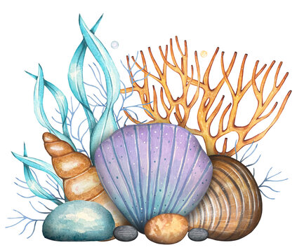 Hand drawn sea composition with shells, pebbles, corals, algae. Watercolor