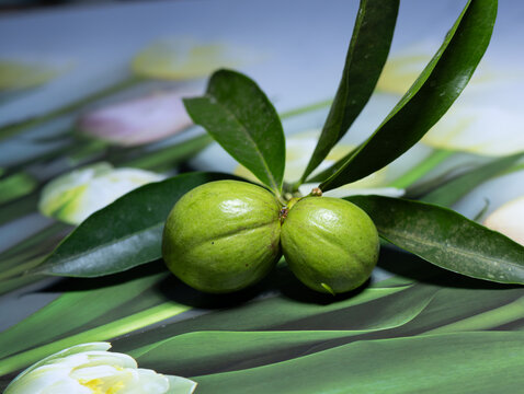 Beautiful mahkota dewa photos
Mahkota dewa photos on white back ground
godscrownfruit High definition images
Chinese Medicine High definition images

