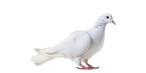 white feather pigeon standing isolated on transparent background