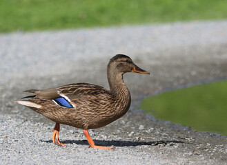 Mallard