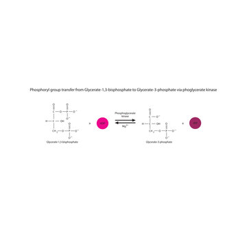 Phosphoryl group transfer from Glycerate-1,3-bisphosphate to Glycerate-3-phosphate via phoglycerate kinase, molecular skeletal formula diagram on on white background.
