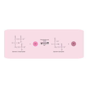 Phosphoryl group transfer from Glycerate-1,3-bisphosphate to Glycerate-3-phosphate via phoglycerate kinase, molecular skeletal formula diagram on on pink background.