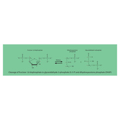 Cleavage of fructose-1,6-bisphosphate to glyceraldehyde-3-phosphate (G-3-P) and dihydroxyacetone phosphate (DHAP) molecular skeletal formula diagram on on green background.
