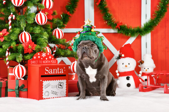 Black French Bulldog dog wearing funny Christmas tree costume hat next to festive red Christmas decoration
