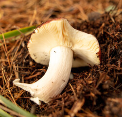 Russula mushroom in the ground in the forest in autumn