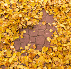 Fallen birch leaves on the sidewalk in the park. Autumn