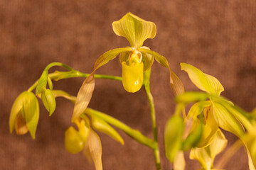 Fototapeta premium Close up of Orchid Paphiopedilum crossianum