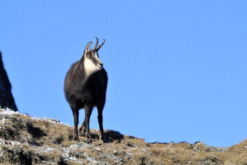 The Tatra chamois (Rupicapra rupicapra tatrica)live in the Tatra Mountains in Slovakia and Poland.