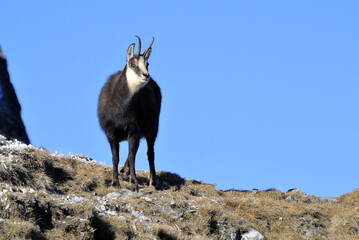 The Tatra chamois (Rupicapra rupicapra tatrica)live in the Tatra Mountains in Slovakia and Poland.