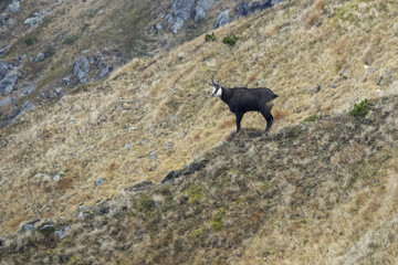 The Tatra chamois (Rupicapra rupicapra tatrica)live in the Tatra Mountains in Slovakia and Poland.